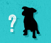https://straydogbranding.com/wp-content/uploads/2019/03/branding-discovery-design-icons.jpg